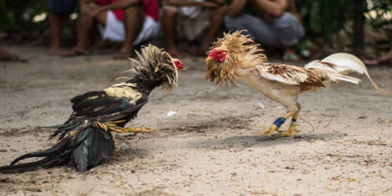 Giới thiệu về Trường gà Savan tại Hitclub